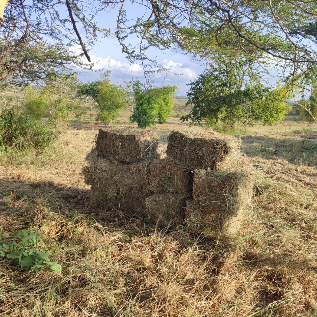 Hay Bales