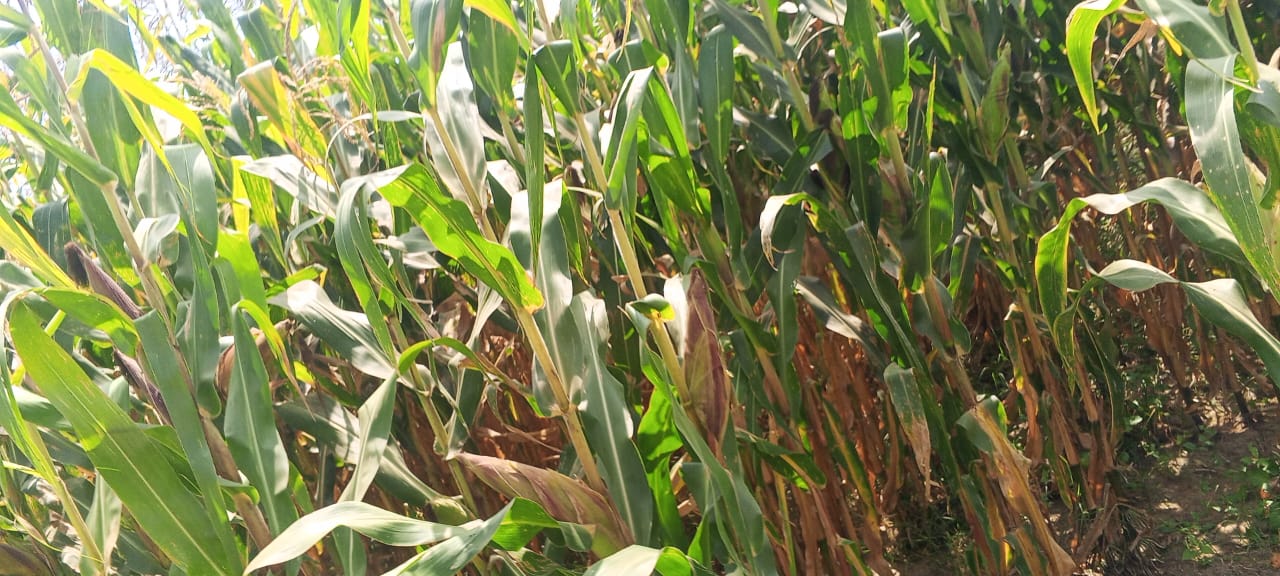 Maize