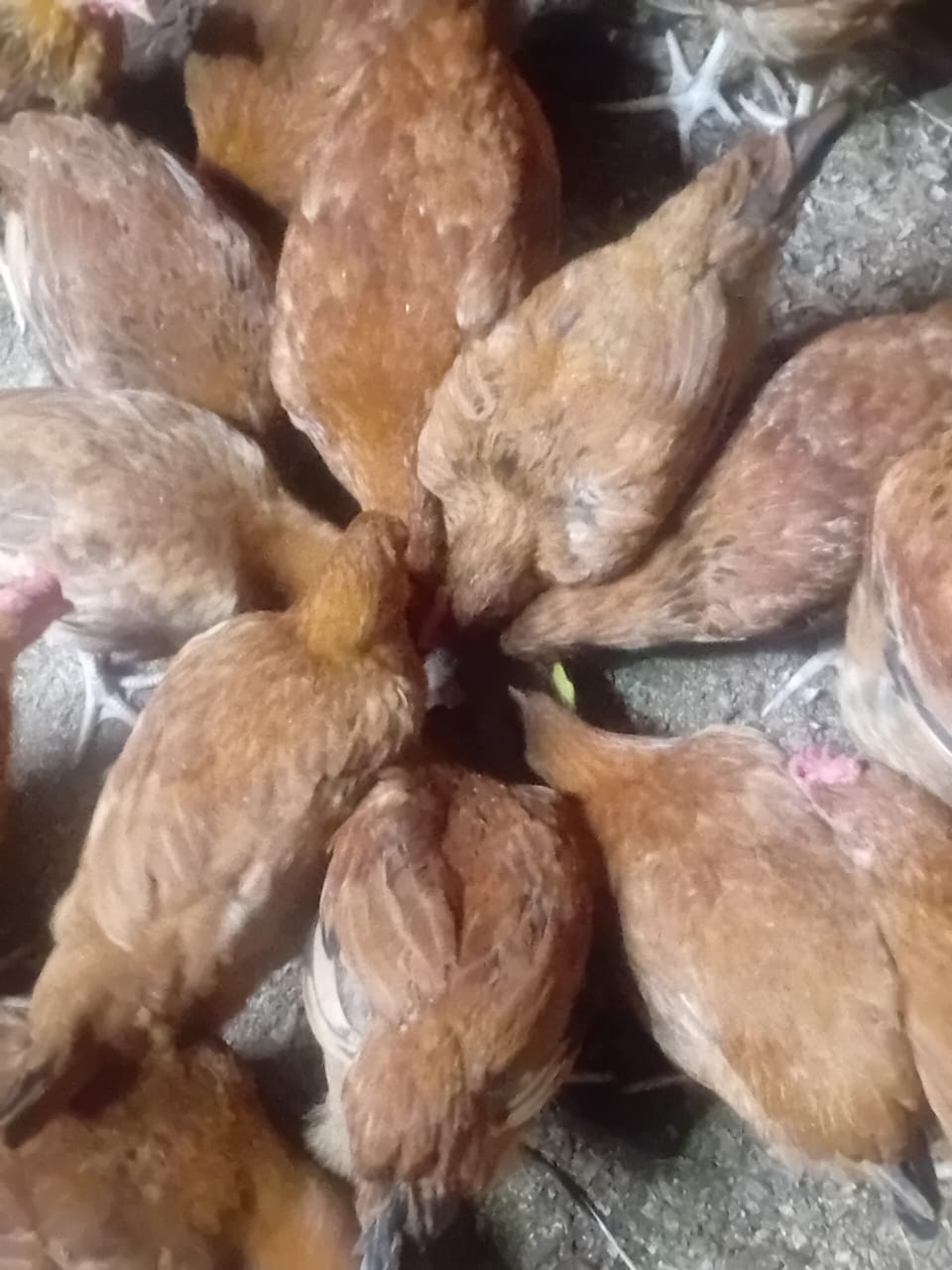 Chicken