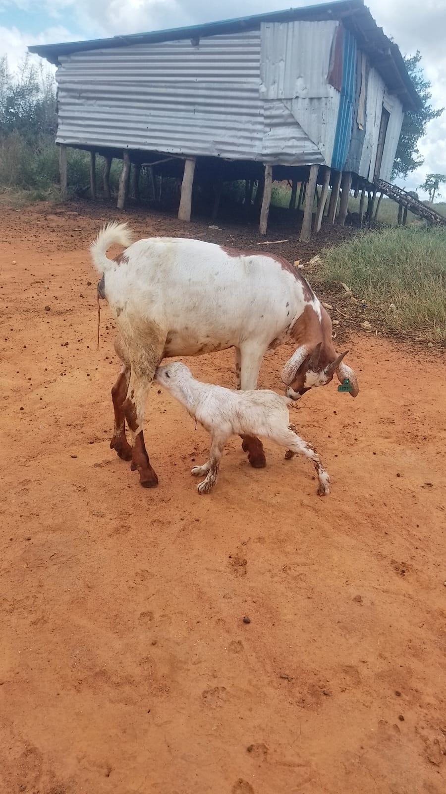 Galla goat