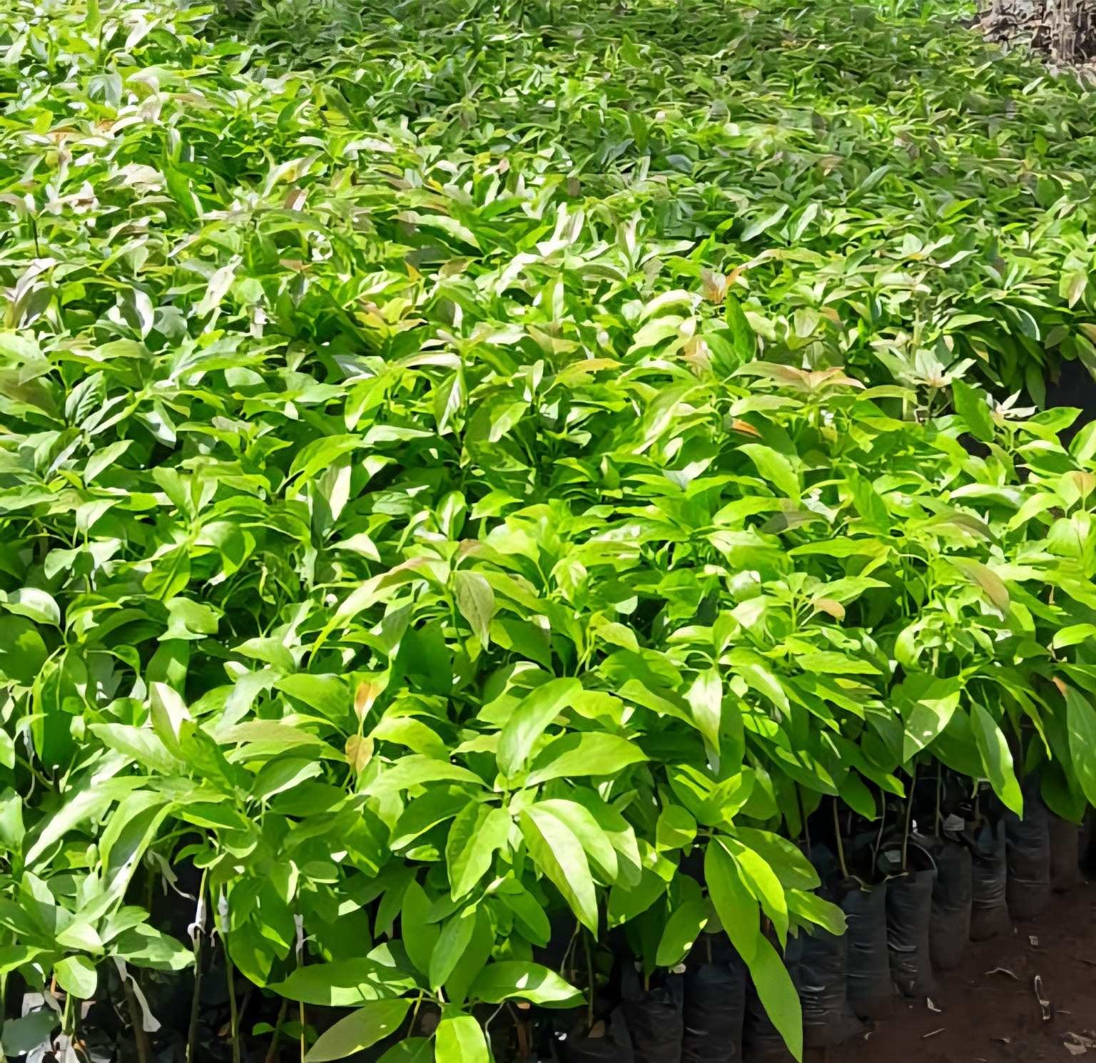 Hass Avocado Seedlings
