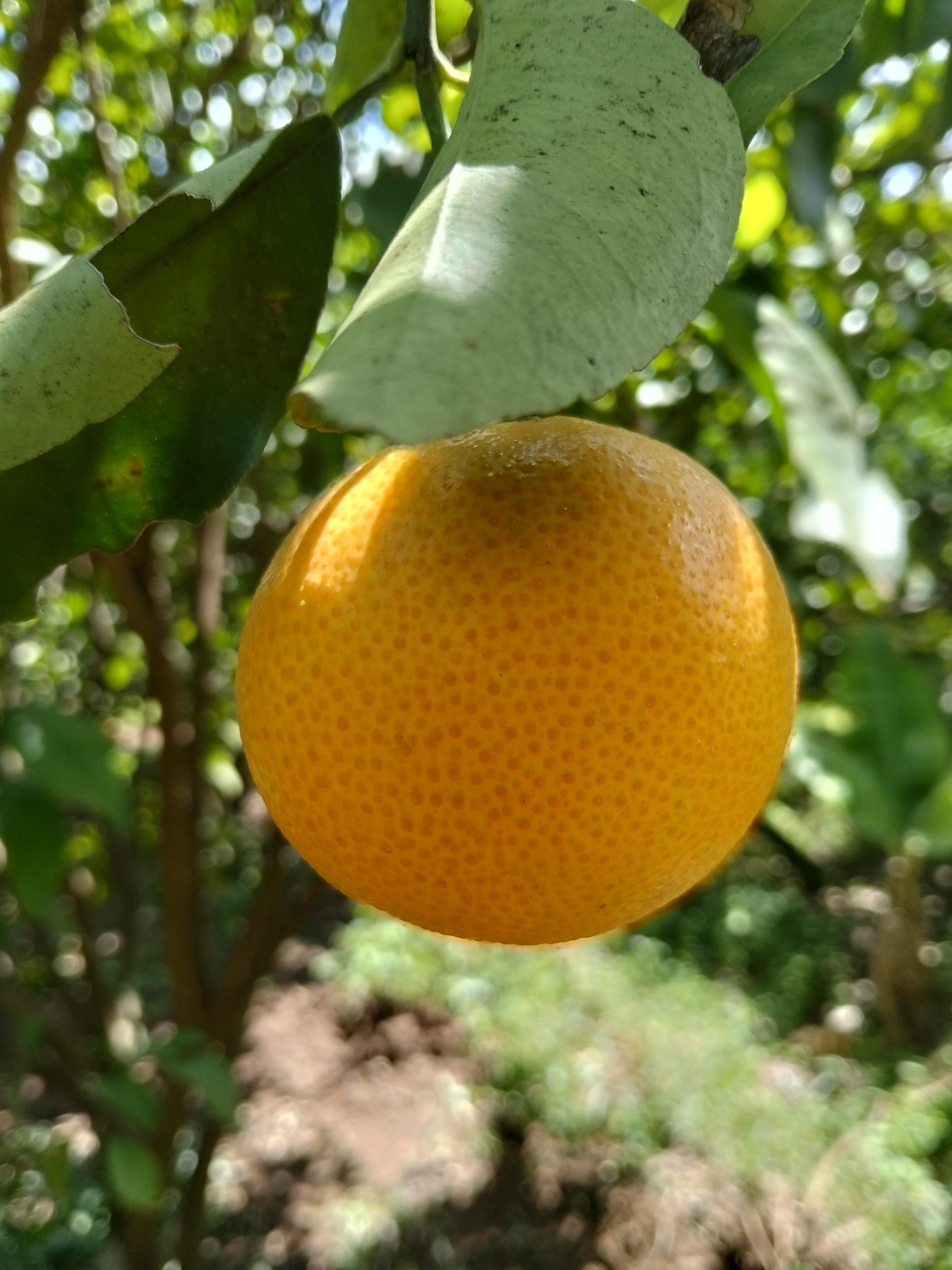 PIXIE ORANGE - 100.00 KSh
