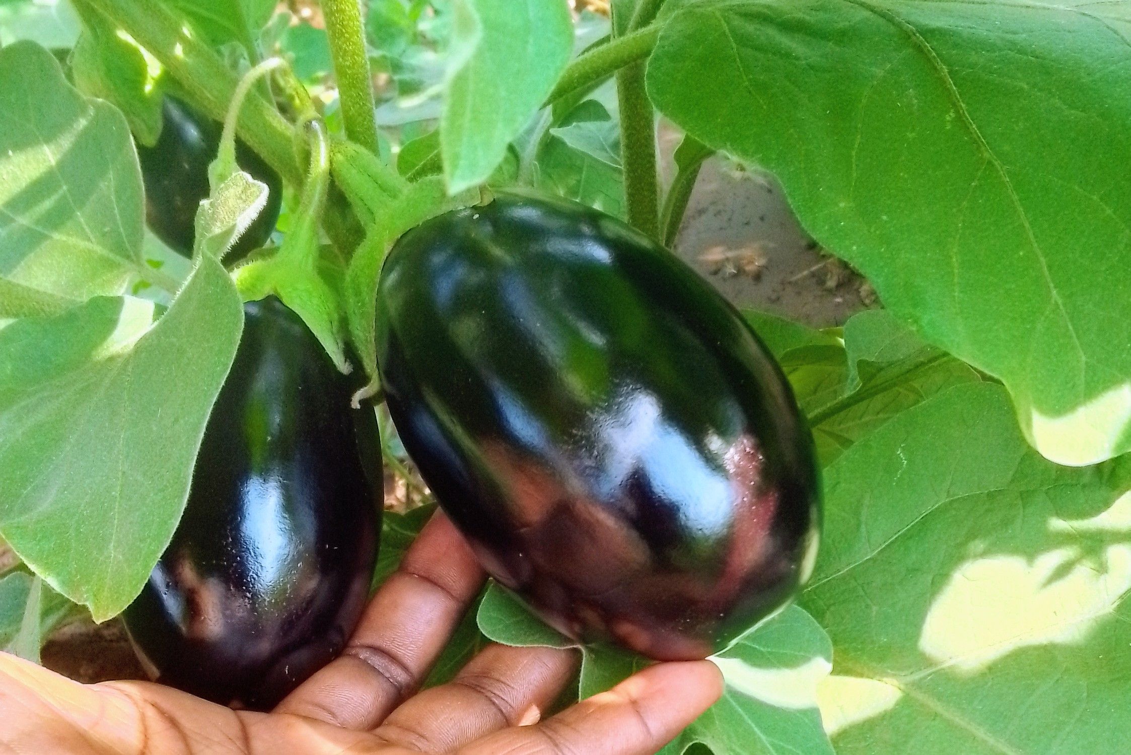 EGGPLANT – 35.00 KSh