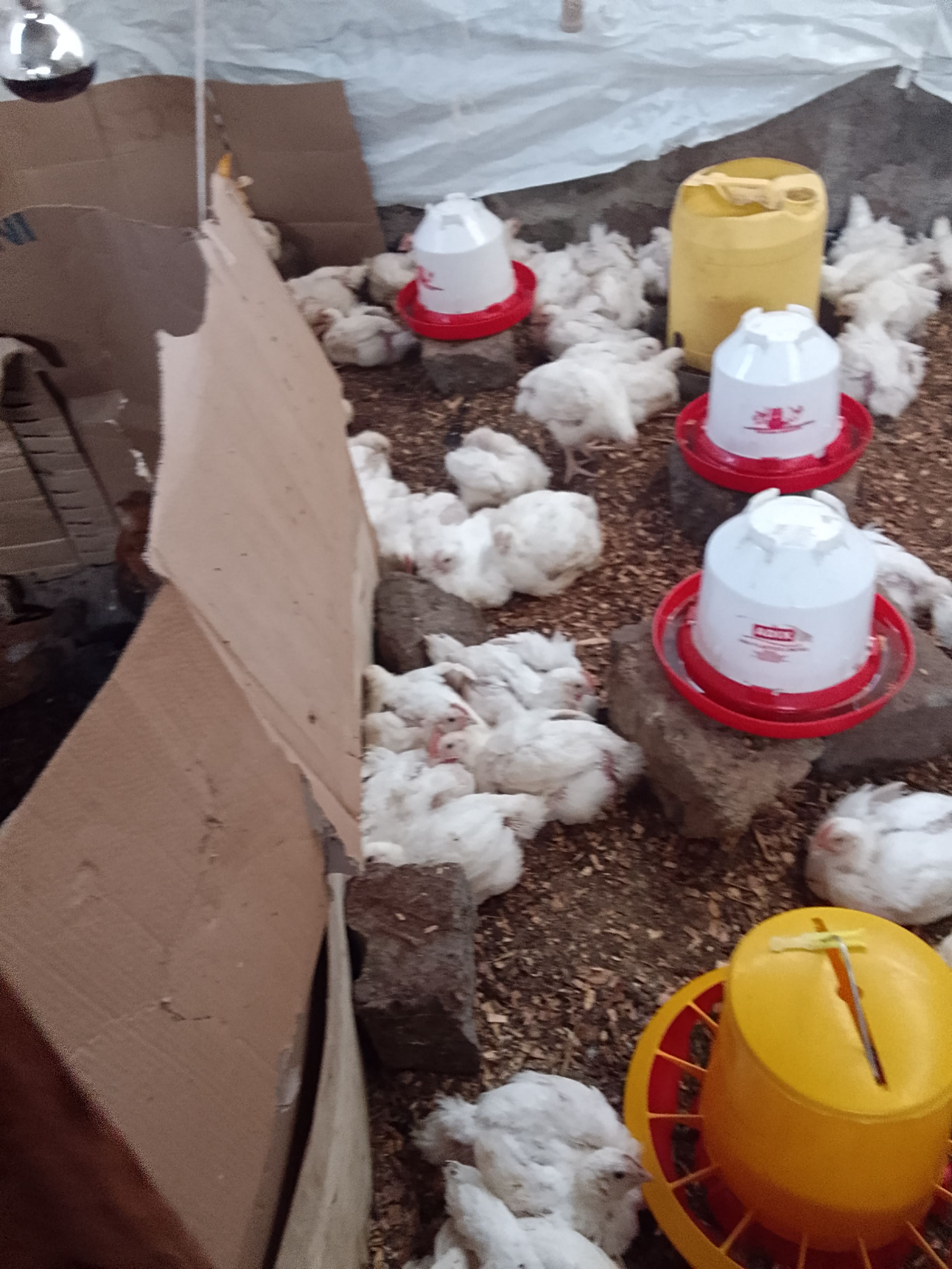 Broiler chicken