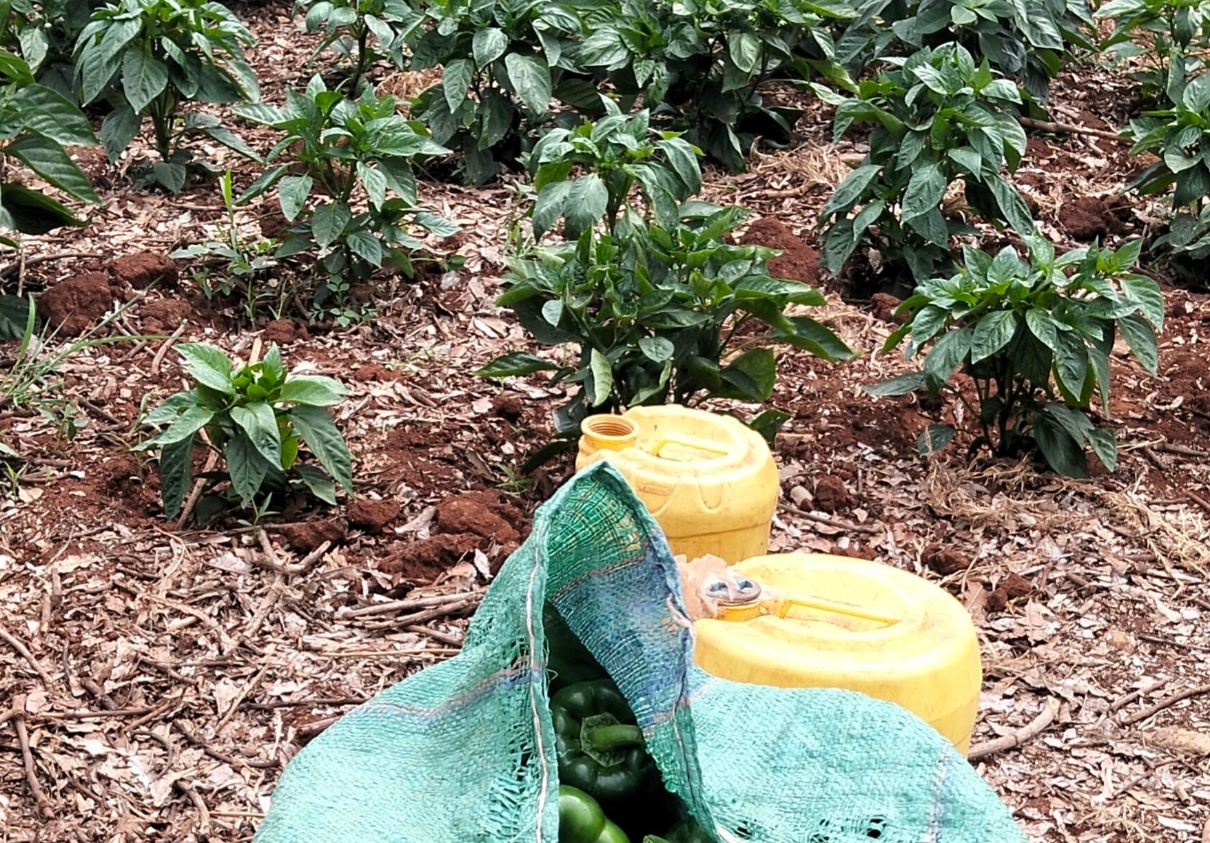 GREEN CAPSICUM – 60.00 KSh