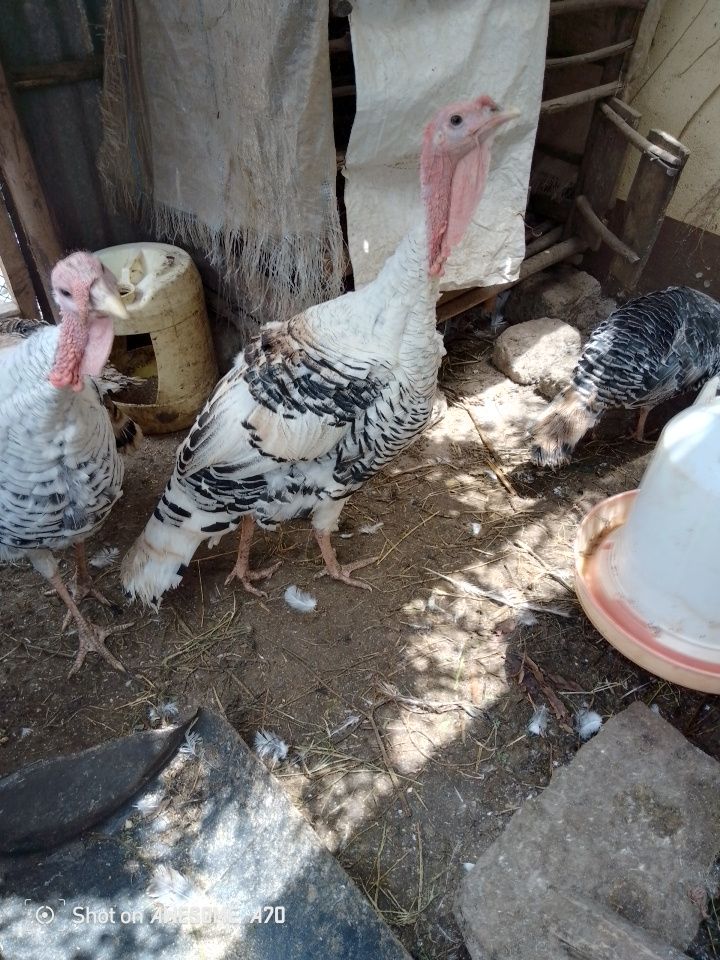 Male Turkeys