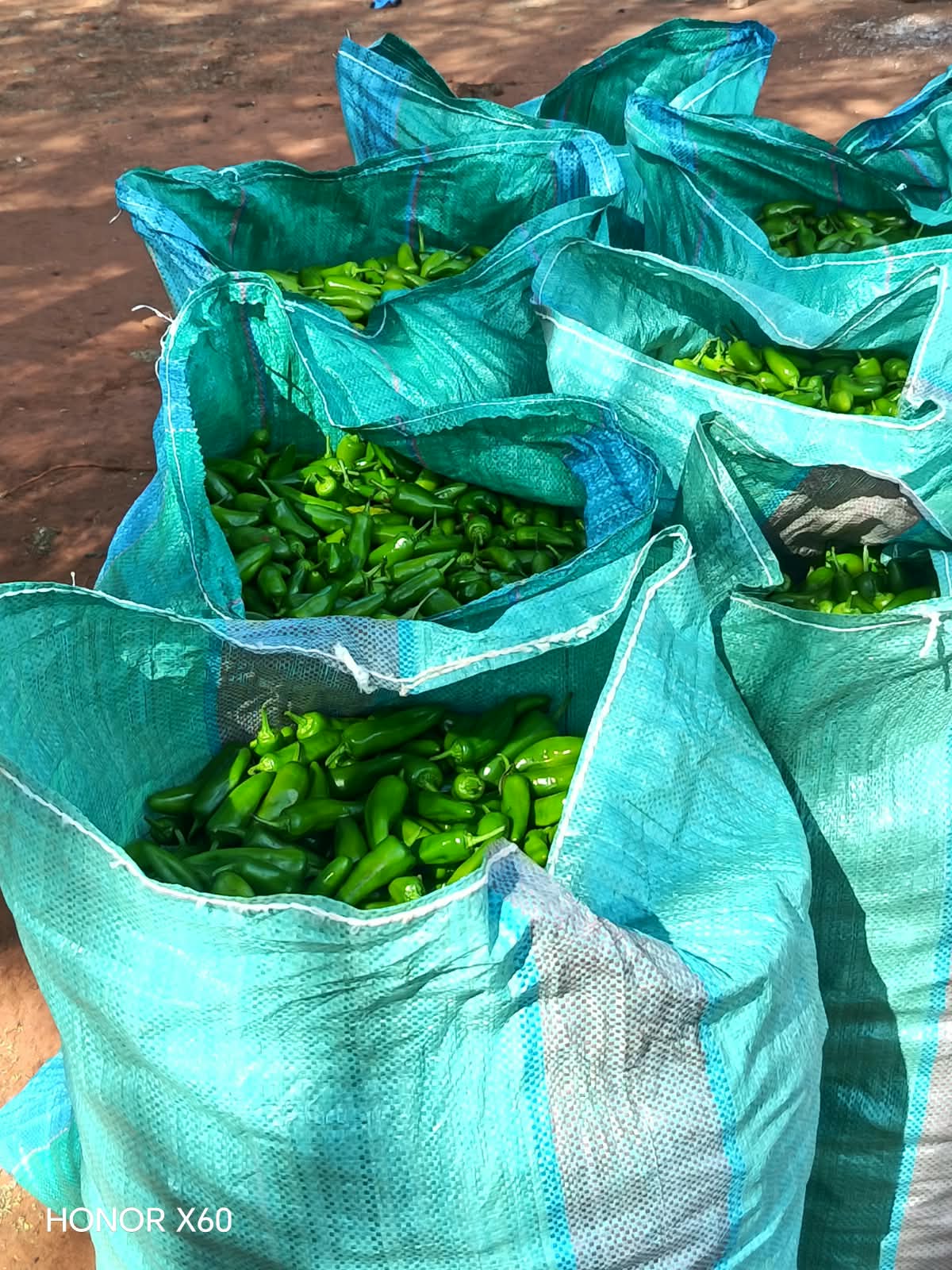 Bullet chillies