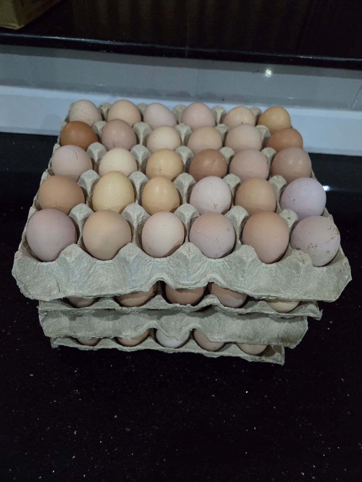 Kenbro F1 eggs