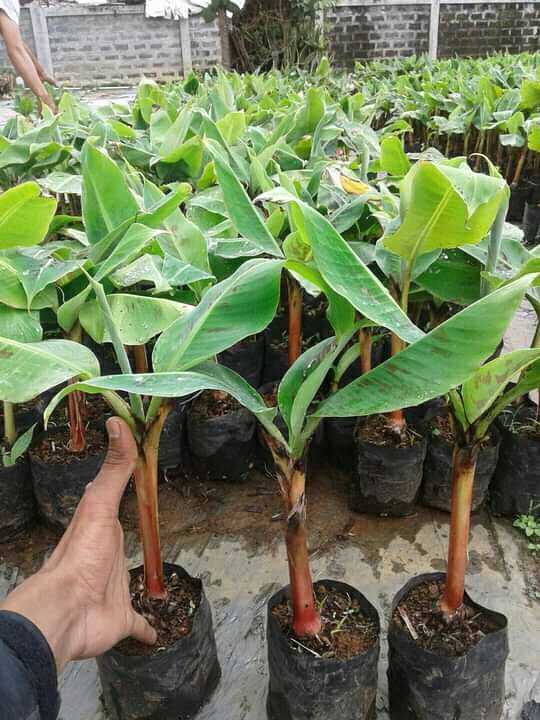 PLANTAIN