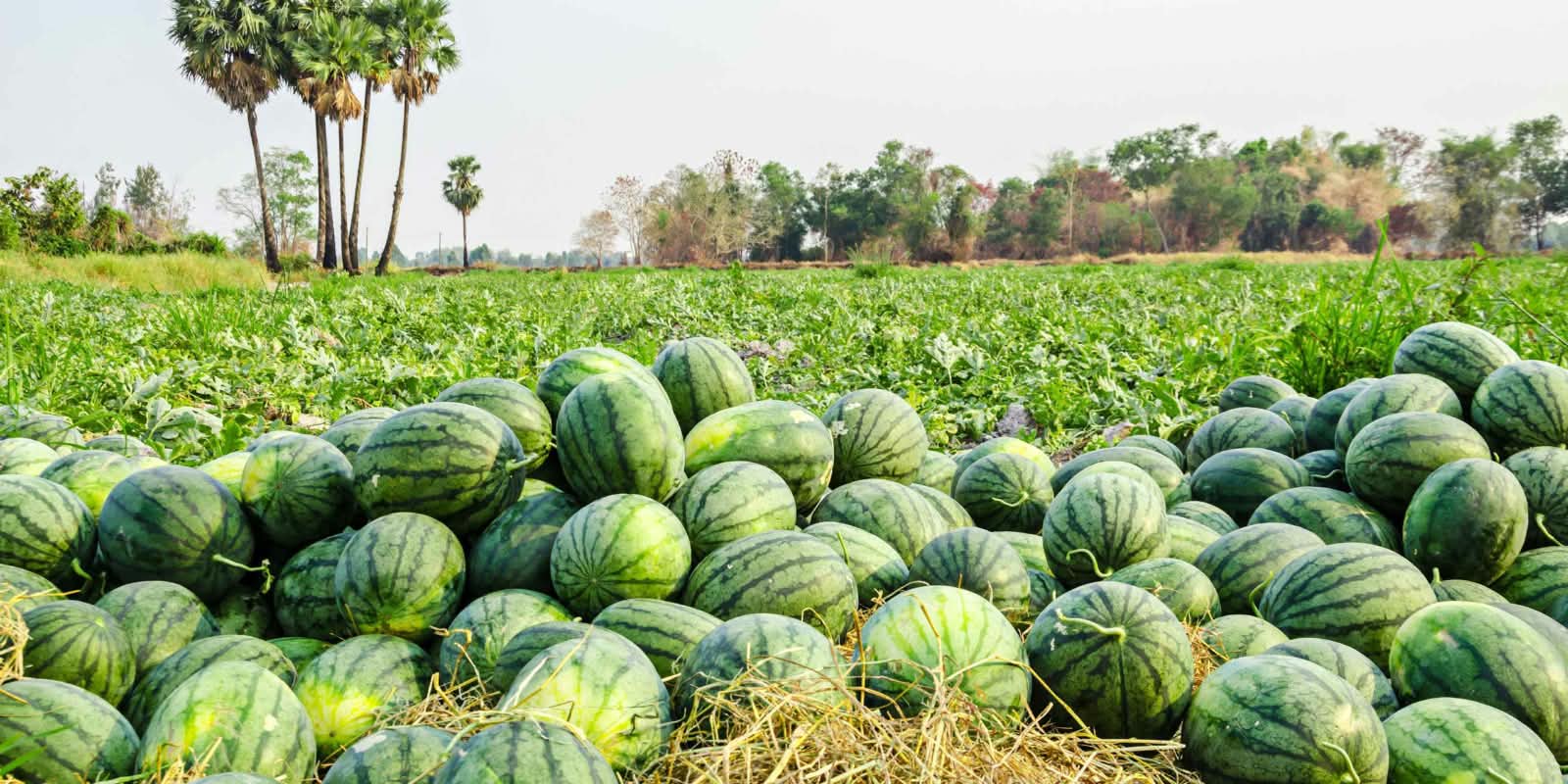 Watermelon