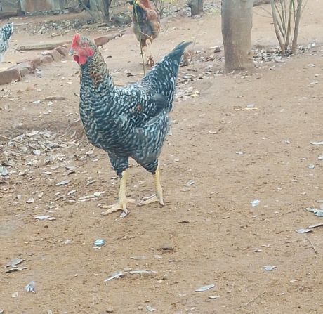 Chicken