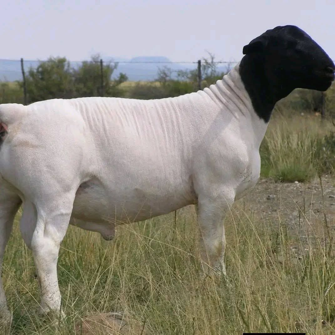 DORPER SHEEP