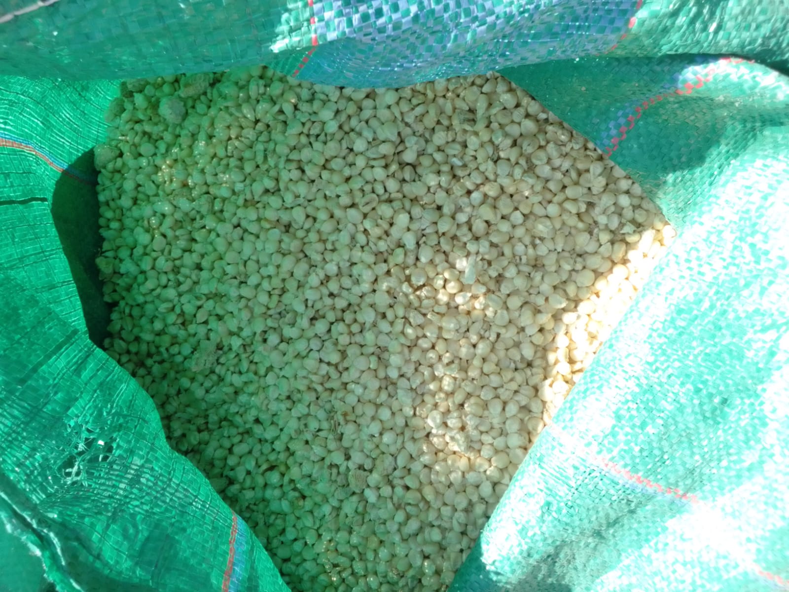 Dry maize