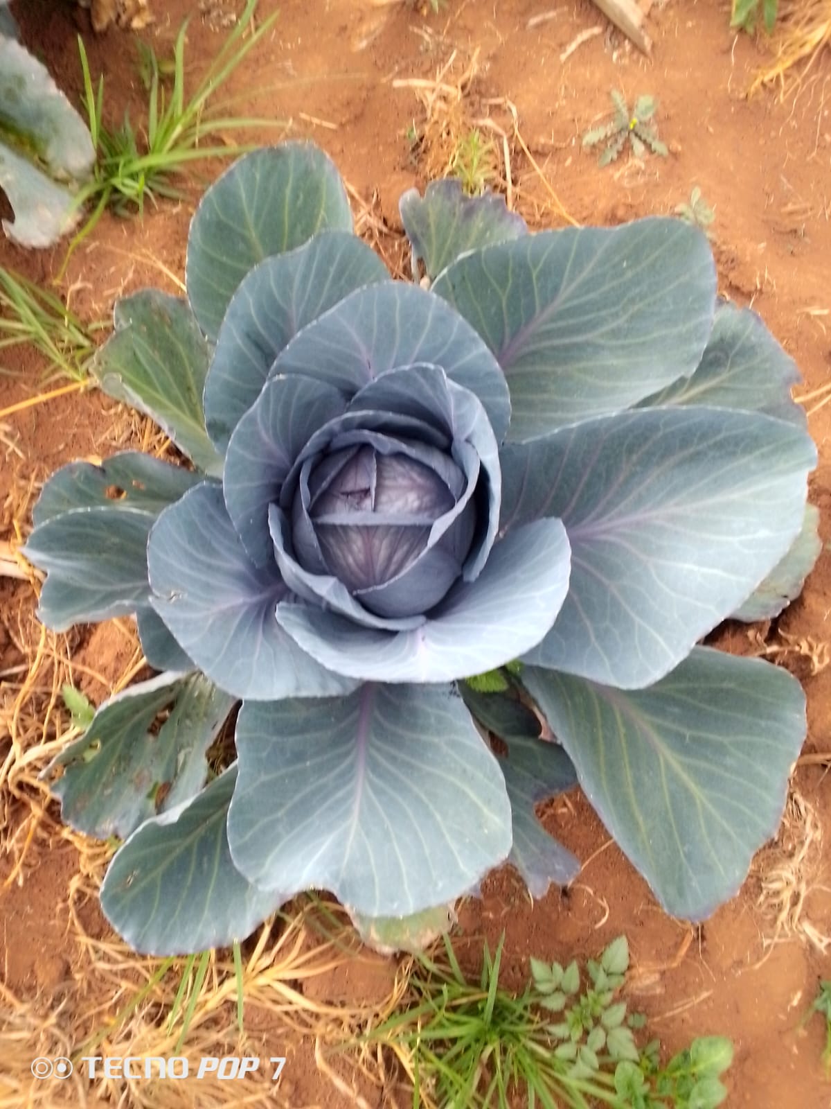 red cabbage