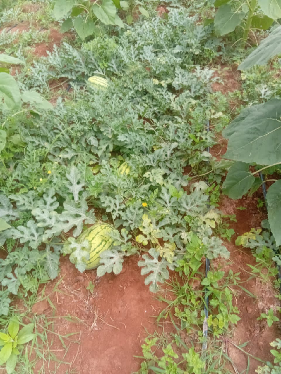 Water melon