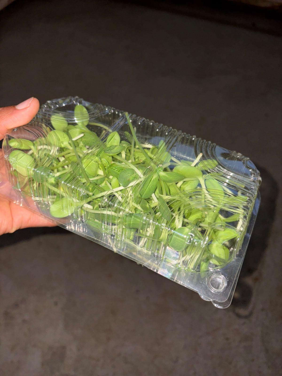 Microgreens seller