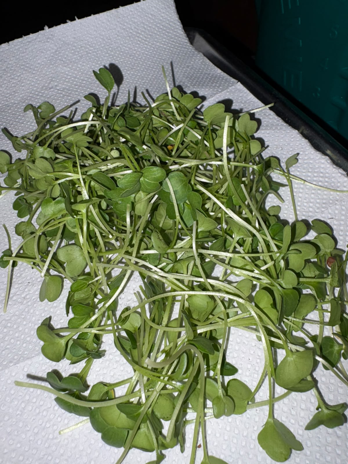MICROGREENS SELLER – 250.00 KSh