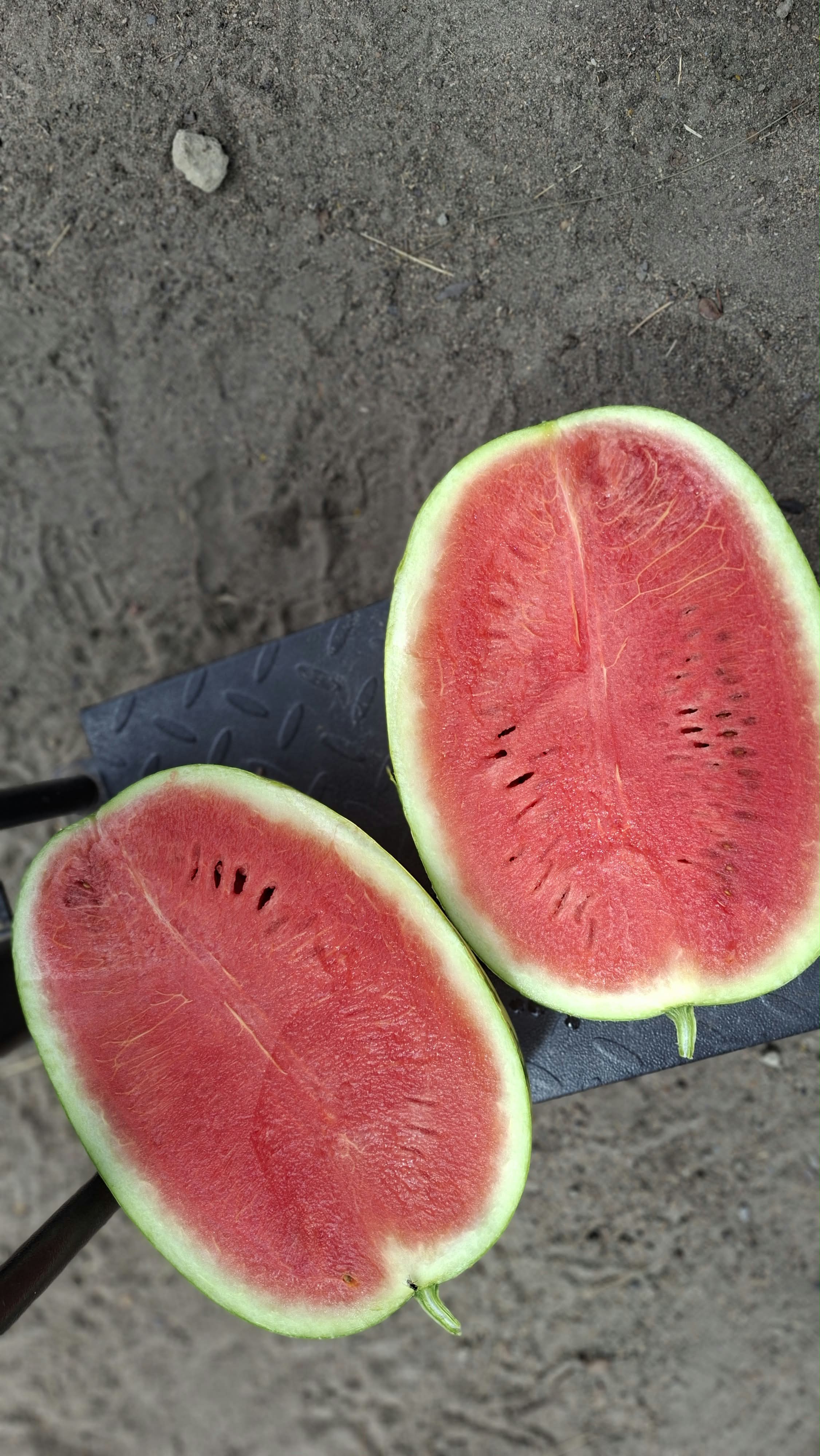 Watermelons 🍉