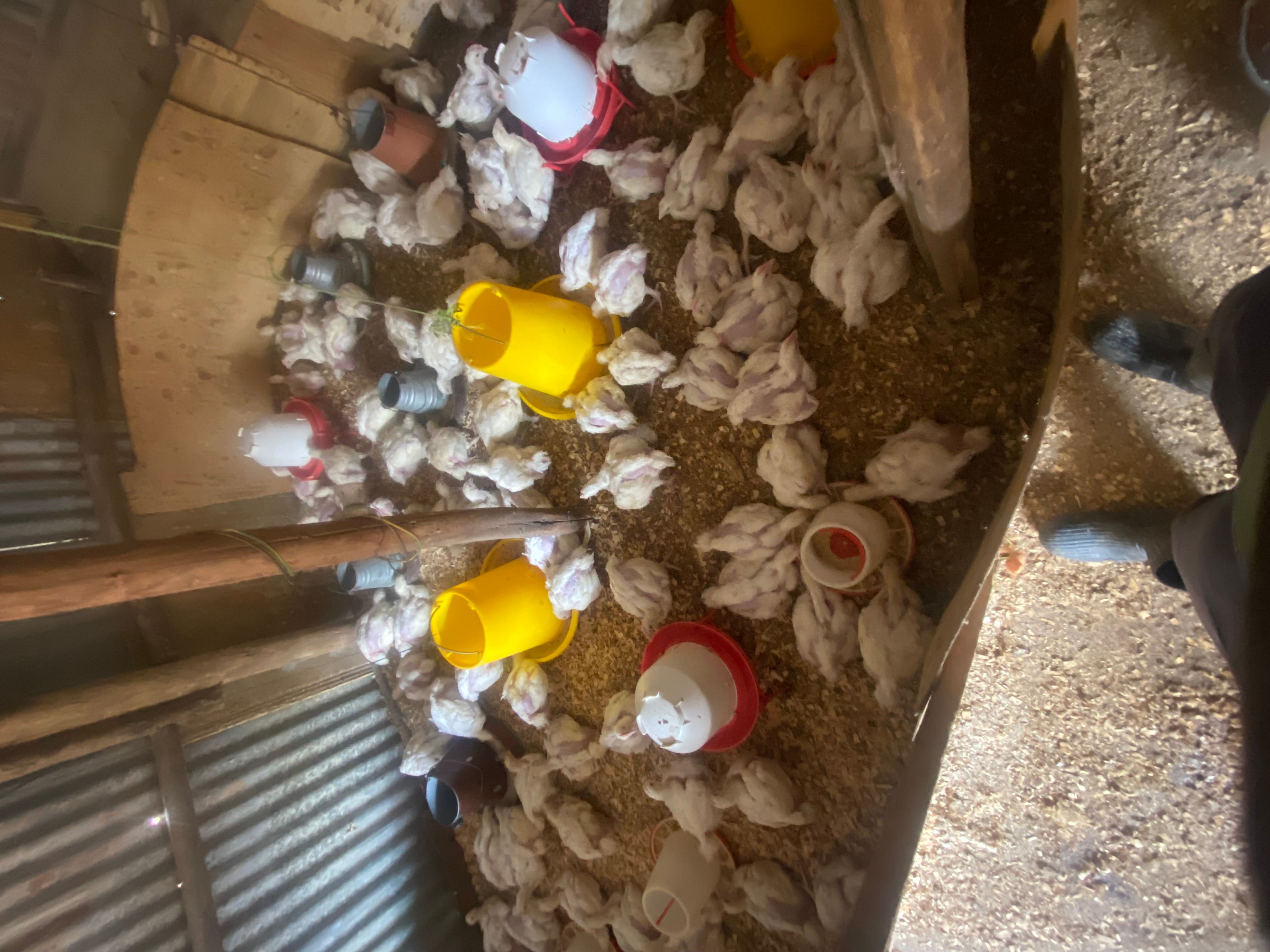 Broilers