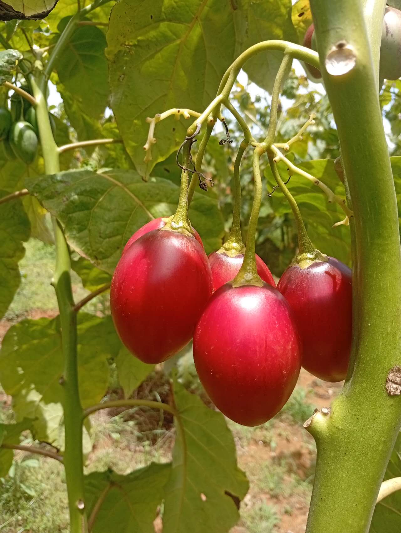 TREE TOMATOES - 100.00 KSh