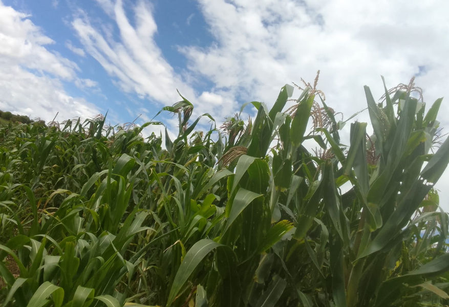 GREEN MAIZE H6213 - 15.00 KSh