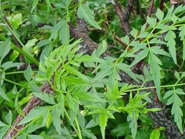 MUKAU SEEDLINGS - Additional View