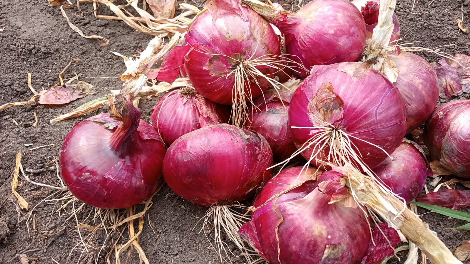 RED BULB ONION GRADE 1