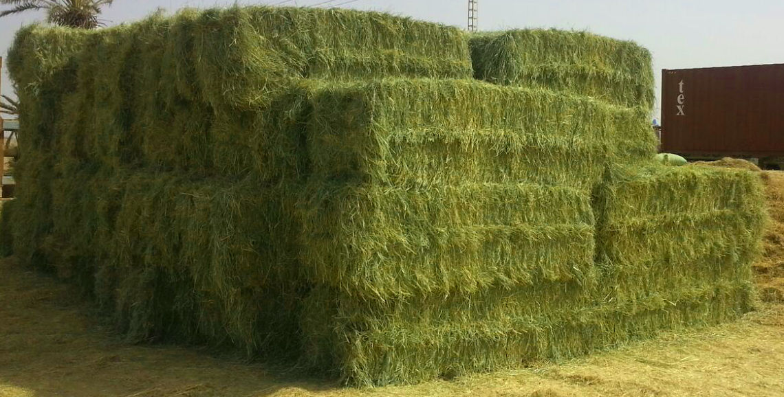 HAY FOR SALE - 250.00 KSh