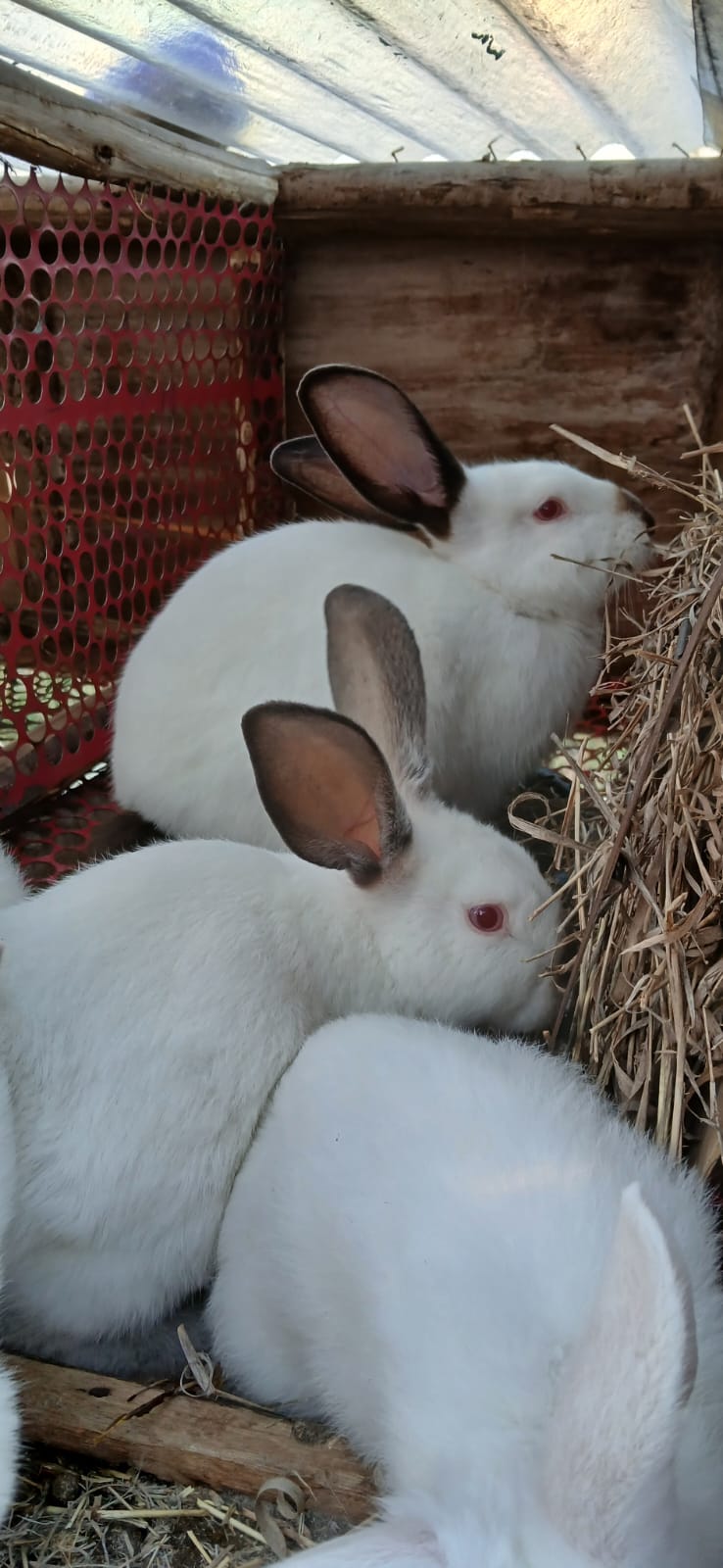 Hybrid Rabbits