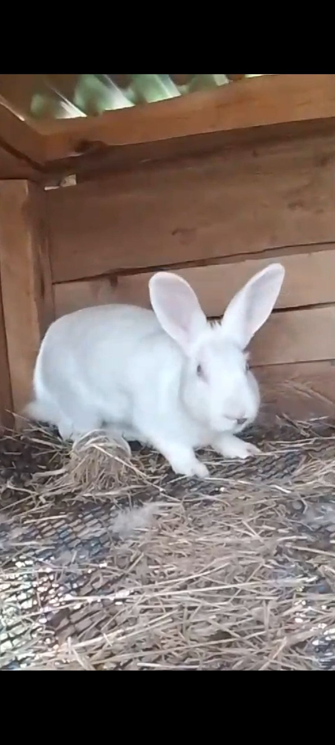 Rabbits