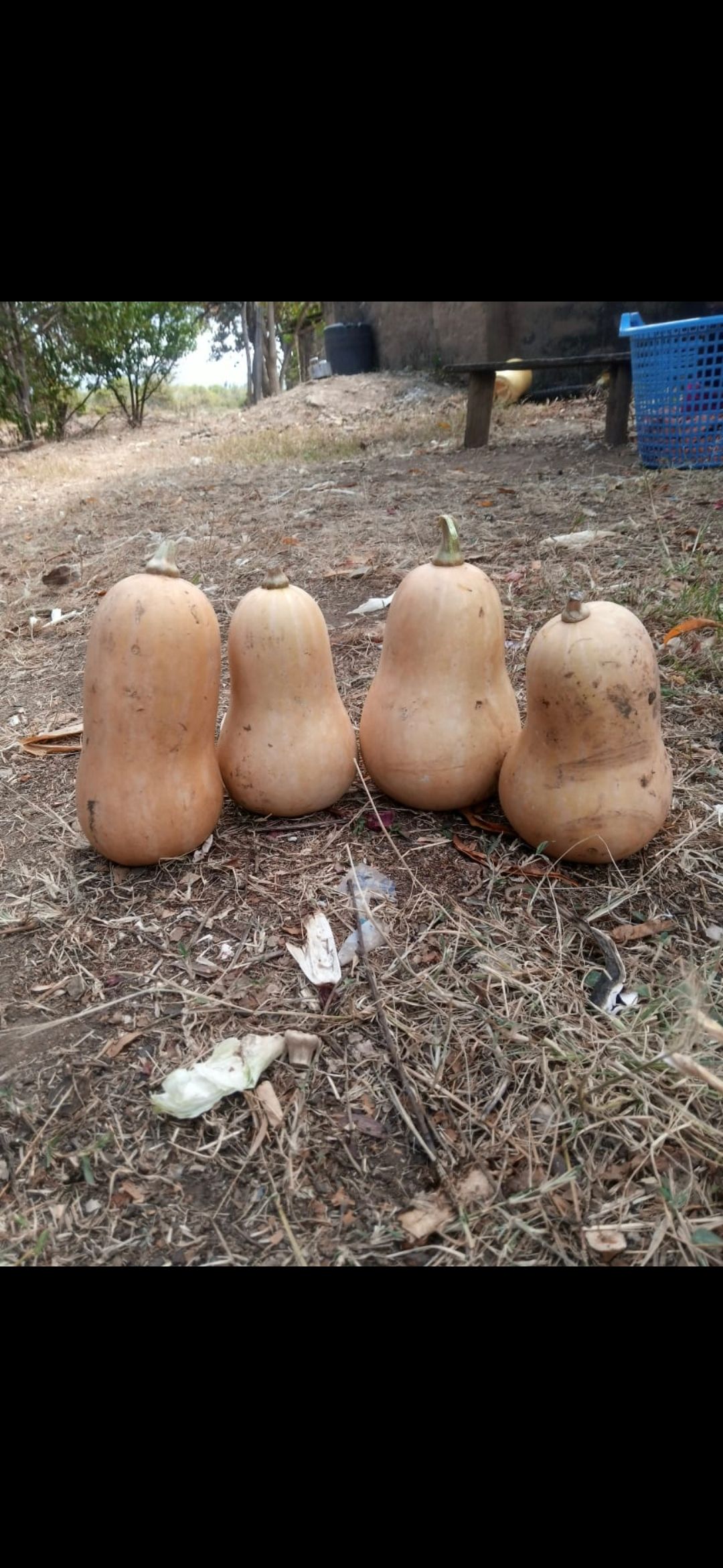 BUTTERNUT – 50.00 KSh
