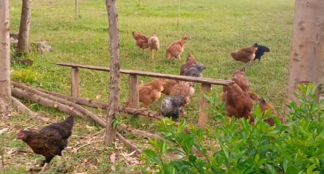 KIENYEJI CHICKENS – 1000.00 KSh
