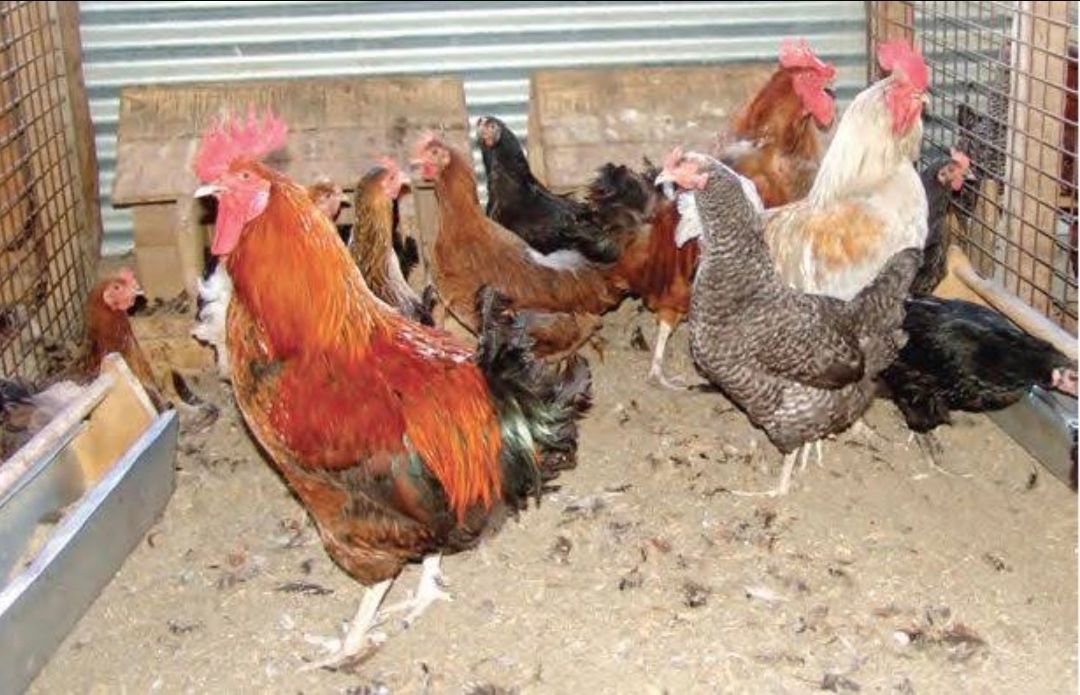 Eggs ,chicken chicken
