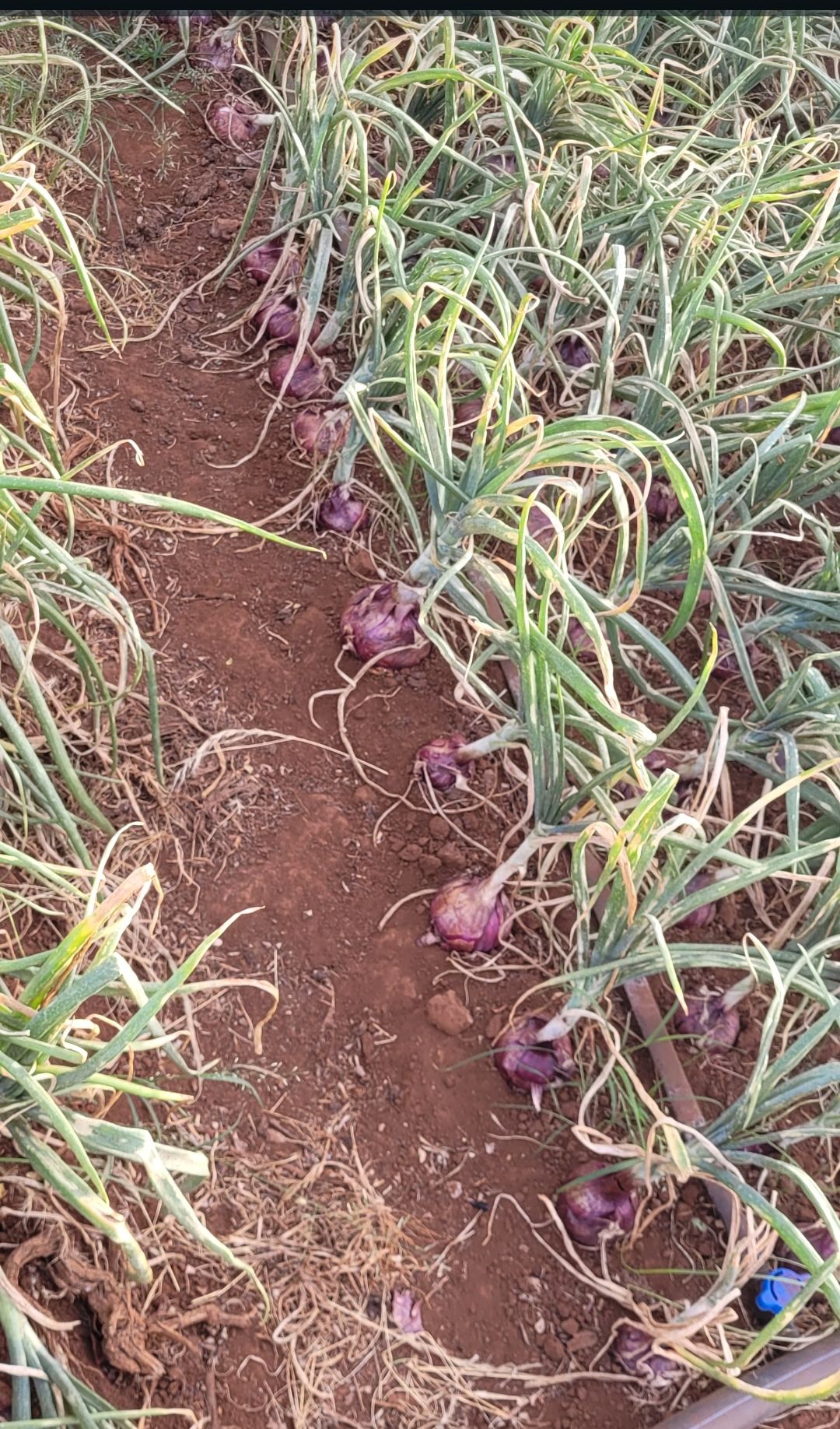 RED ONIONS – 90.00 KSh