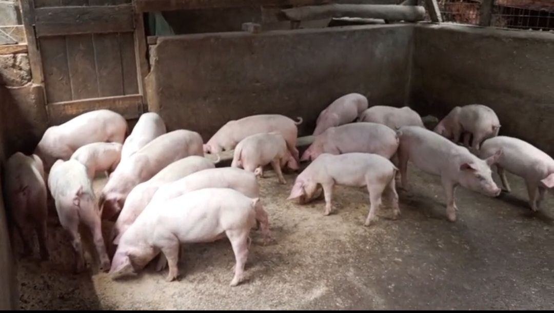 Wearner Pigs