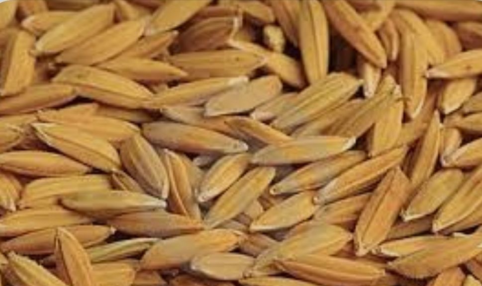 Rice seeds