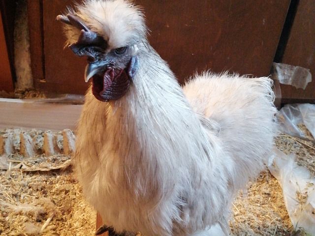 Silkie Bantams