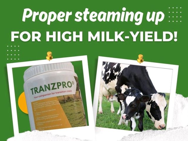 Tranzpro® - Additional View