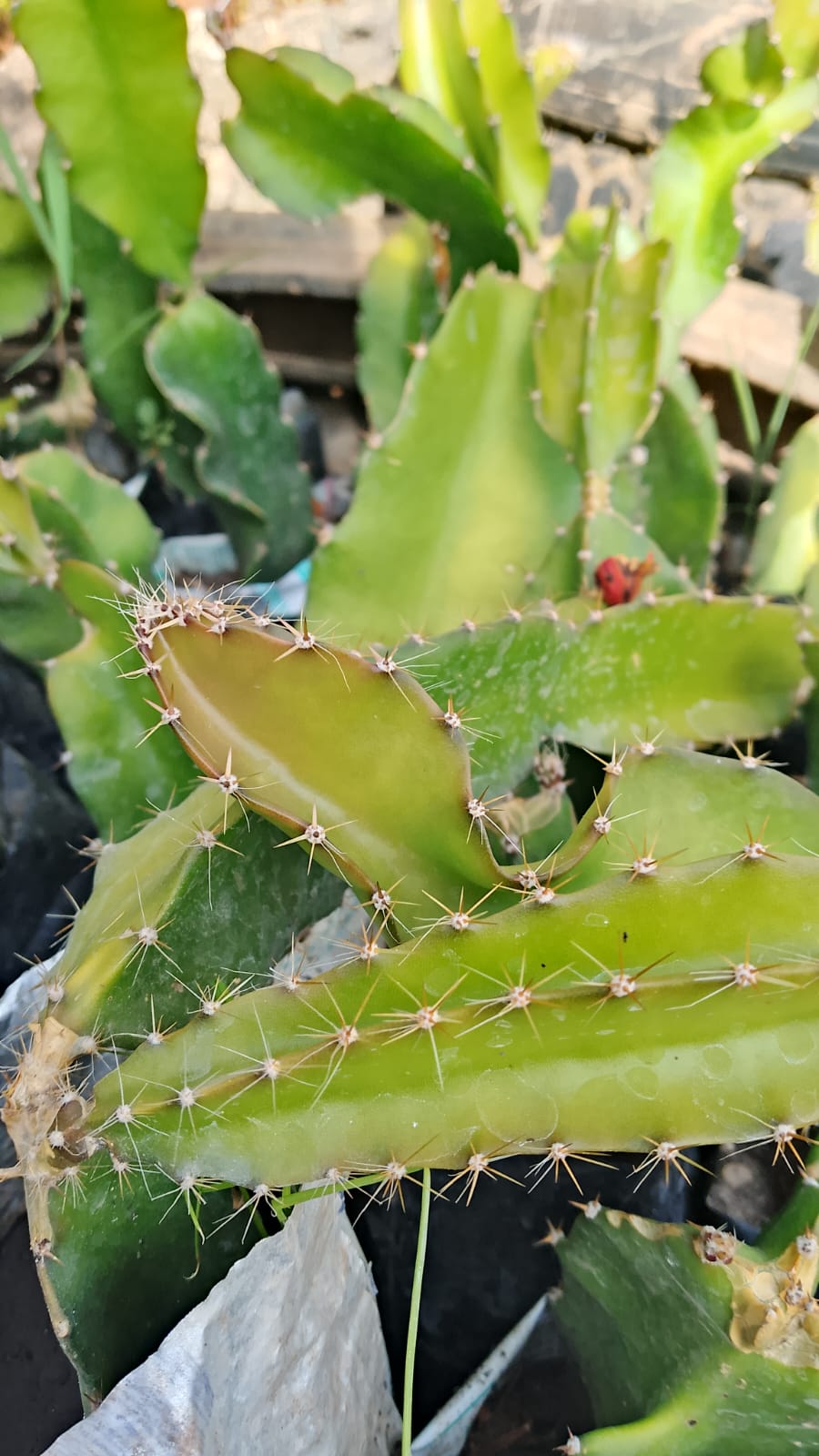 Dragon fruit seedlings