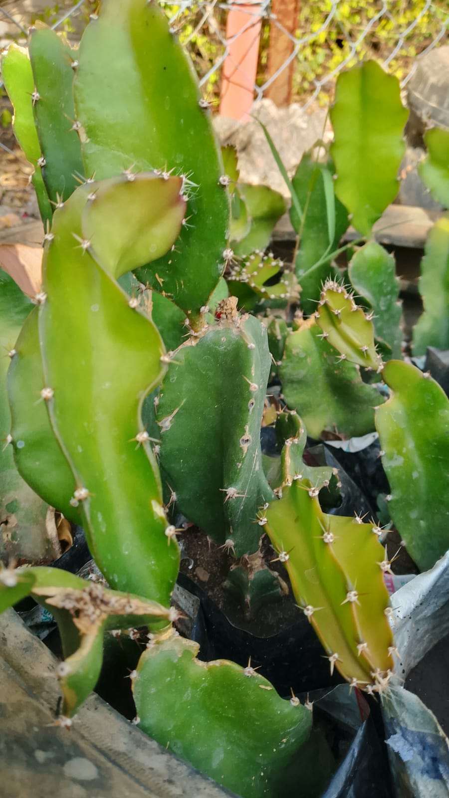 Dragon fruit seedlings