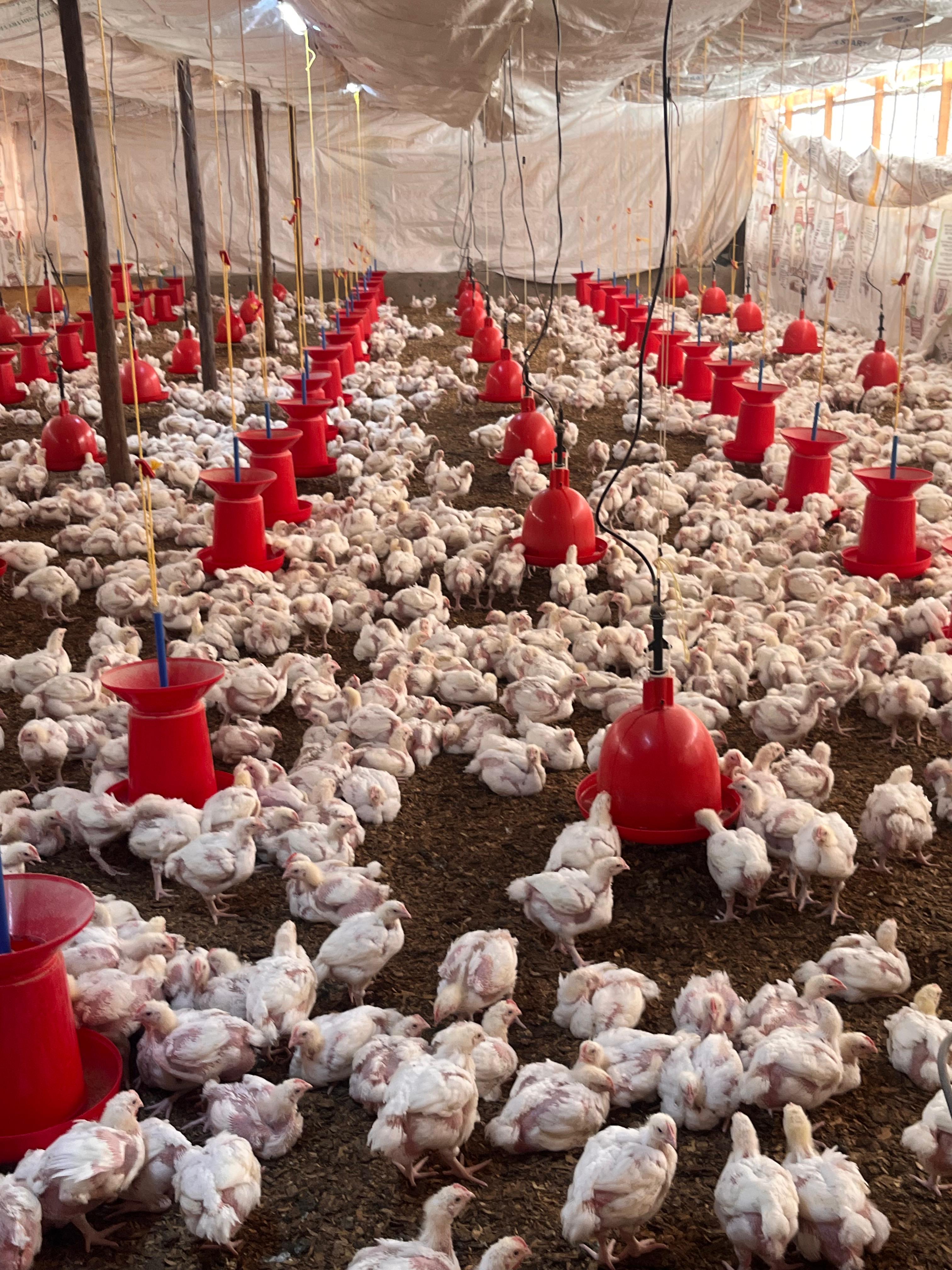 Hubbard Broiler Chicken