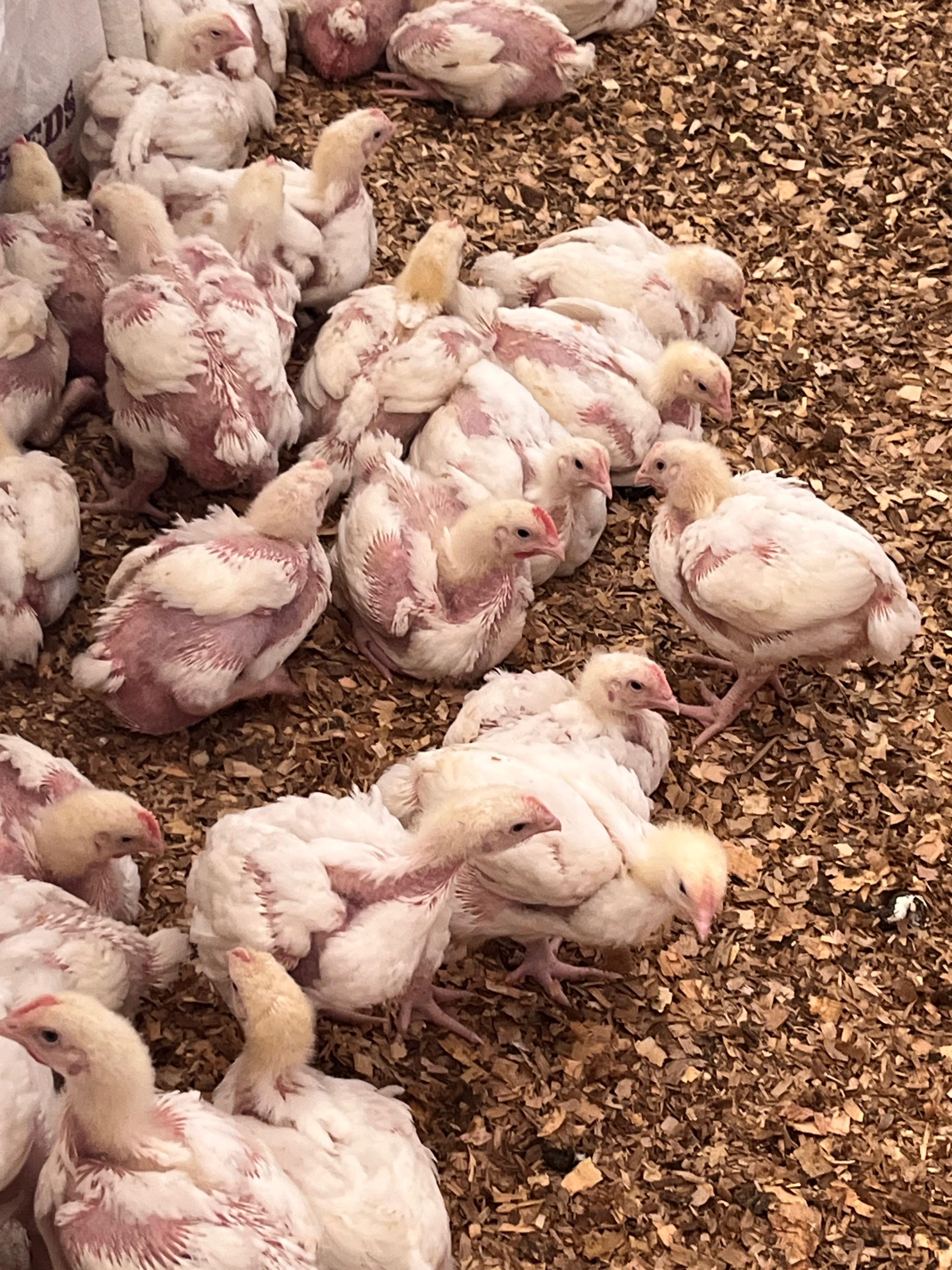 Hubbard Broiler Chicken