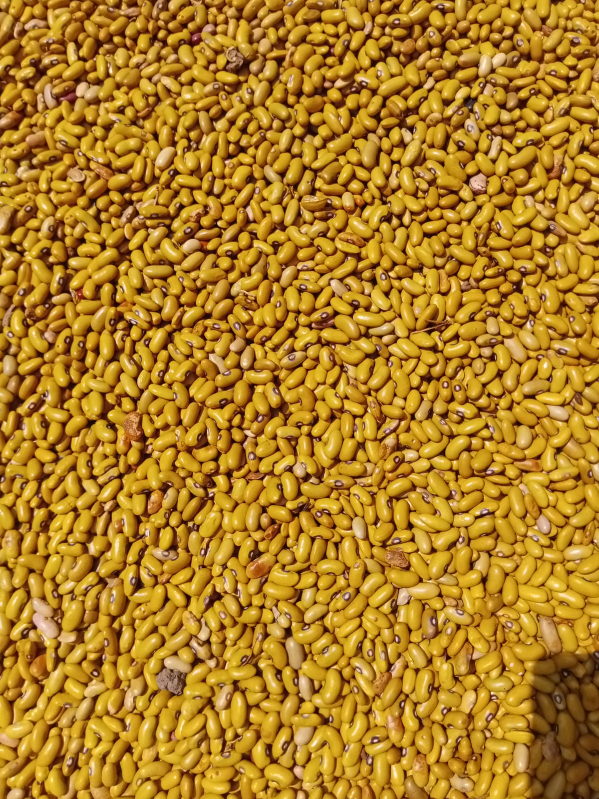 YELLOW BEANS – 160.00 KSh