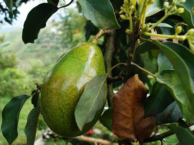 AVOCADO SEEDLINGS