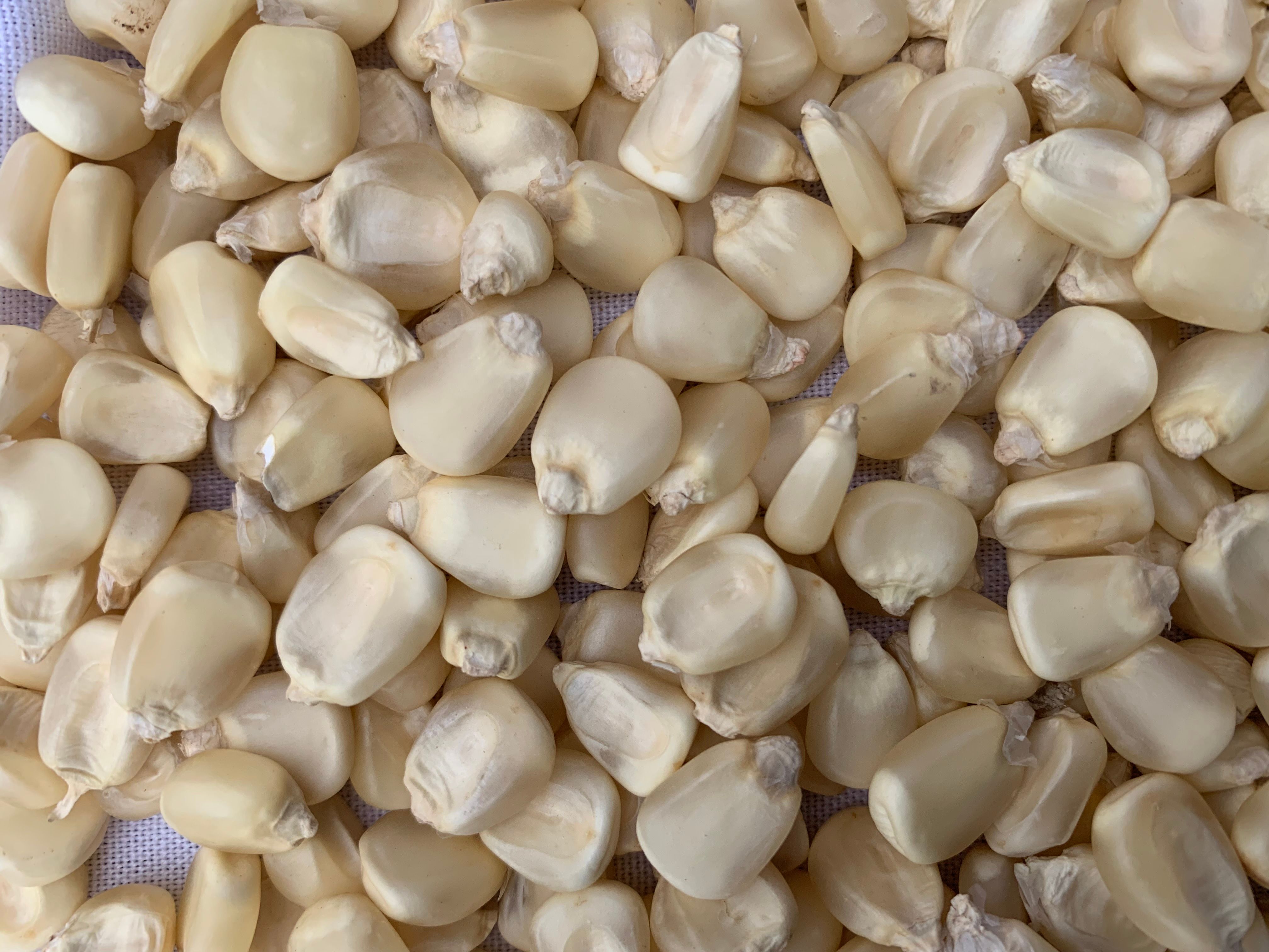 DRY MAIZE GRAINS – 5200.00 KSh