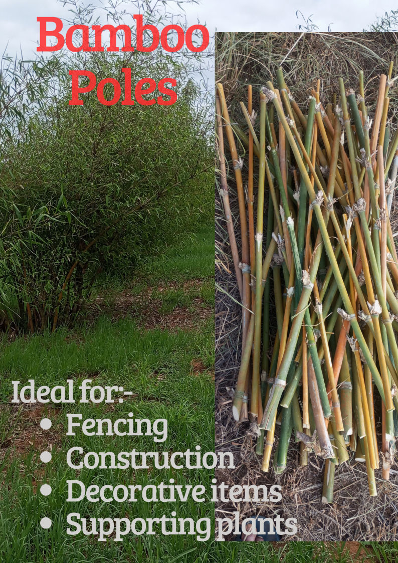 Bamboo poles