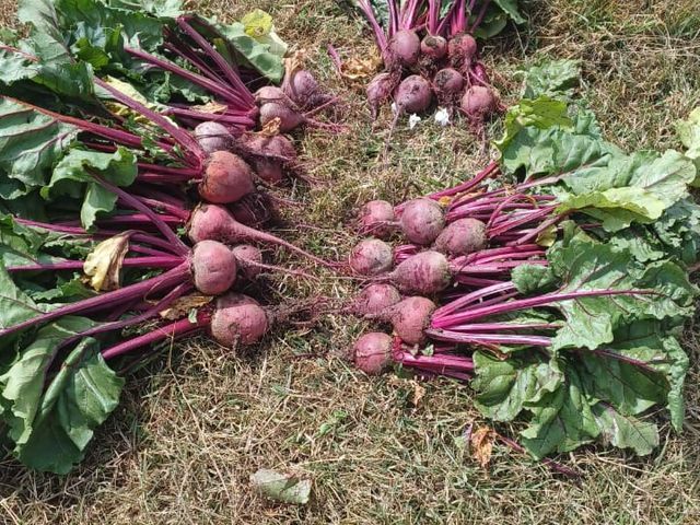 BEETROOT