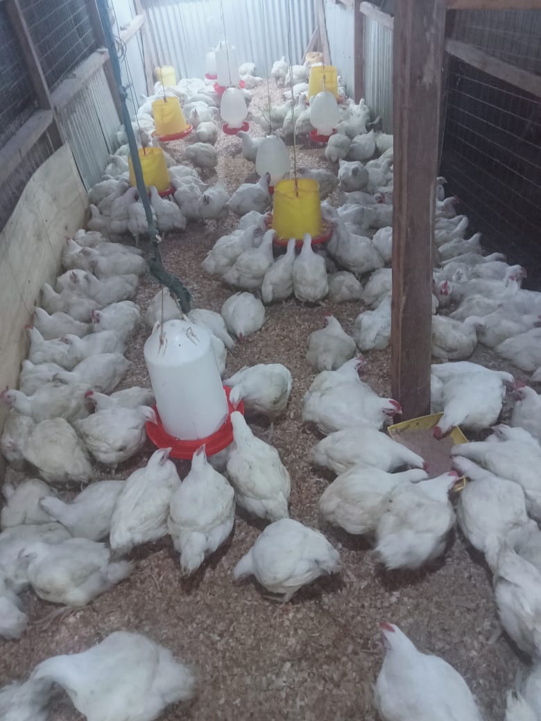 BROILERS CHICKEN