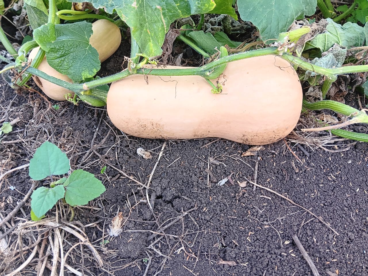 BUTTERNUT SQUASH