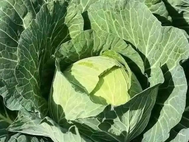 CABBAGES